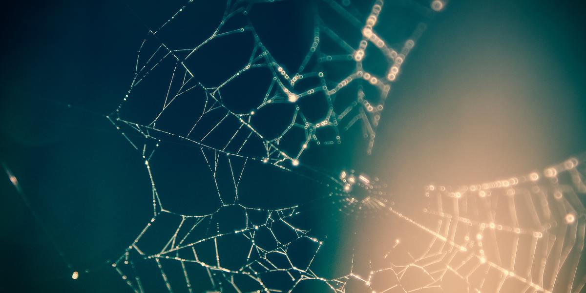 Close Up Photography Of Spider Web 167259